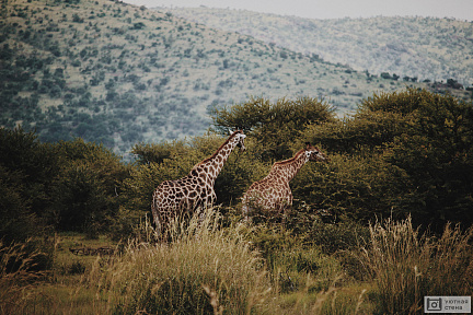 Жирафы в африканском ландшафте