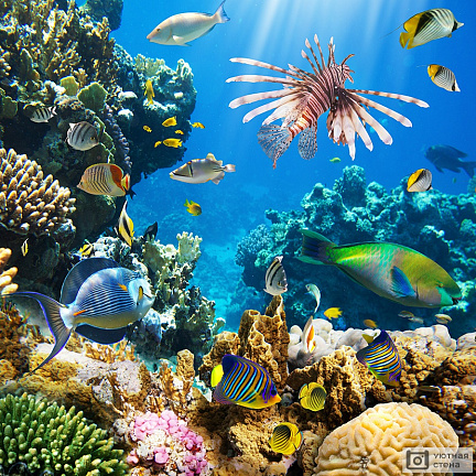 Тропические рыбы в коралловом рифе