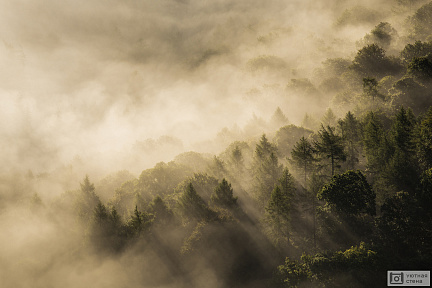 Леса укрытые туманом