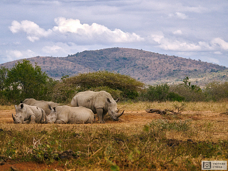 Фотообои Отдыхающие носороги