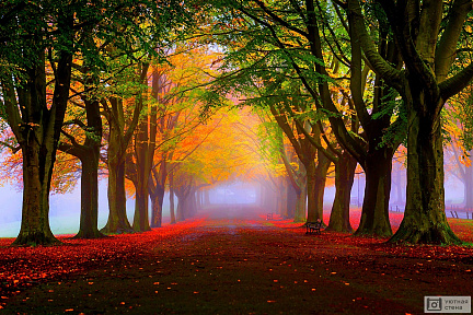Аллея с яркими осенними деревьями
