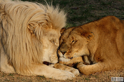 Красивая пара львов