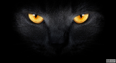 Взгляд кота из темноты