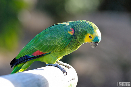 Амазонский попугай
