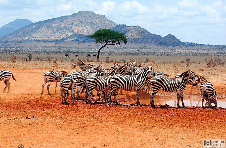 Зебры в пустыне