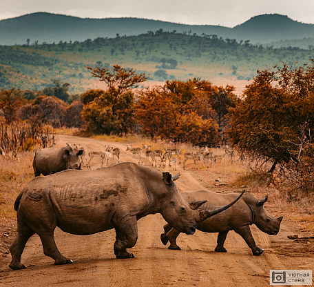 Фотообои Животные Африки на сафари