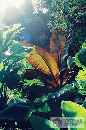 Шикарные листья тропических растений