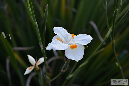 Белоснежный цветок в поле