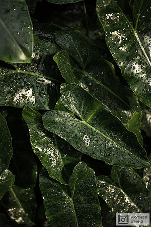 Листья в дождь