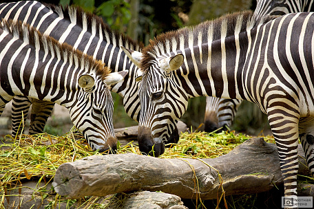 Красавицы зебры