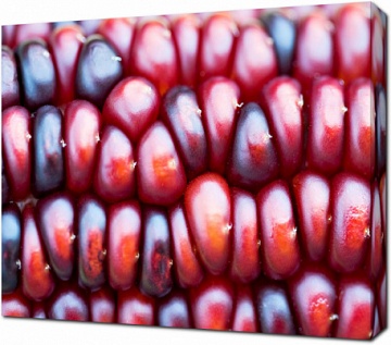 Красная кукуруза крупным планом