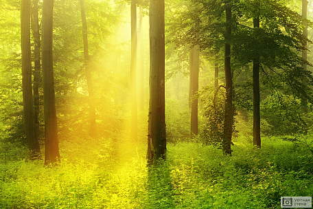 Освещенный Солнцем Туманный Буковый Лес