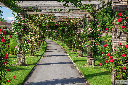 Аллея роз. Королевский ботанический сад