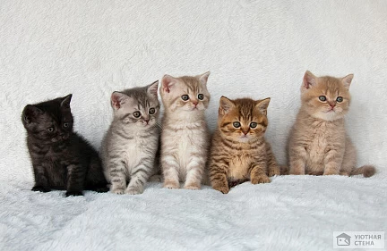 Британские короткошерстные котята