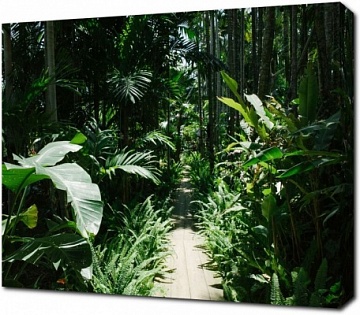 Тропические растения далеких лесов
