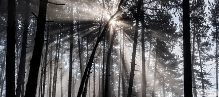 Солнце на краю леса