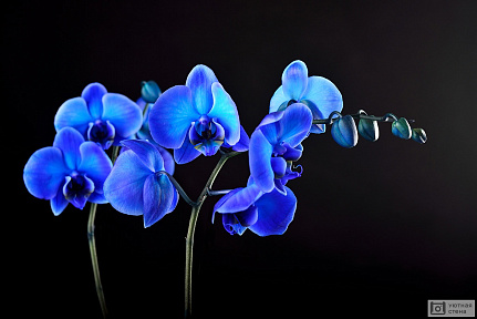 Синий цветок орхидеи на черном фоне