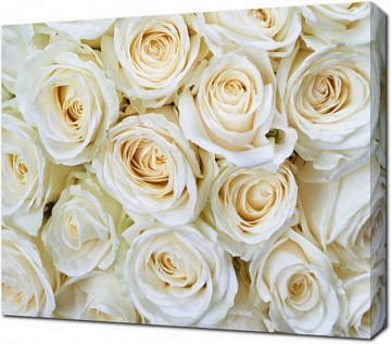 Цветочный фон из белых роз