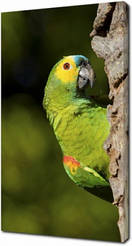 Зелёный амазонский попугай