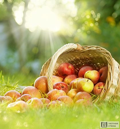 Яблоки в корзине на траве