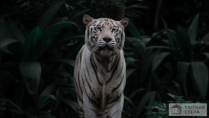 Белый тигр среди тропических листьев