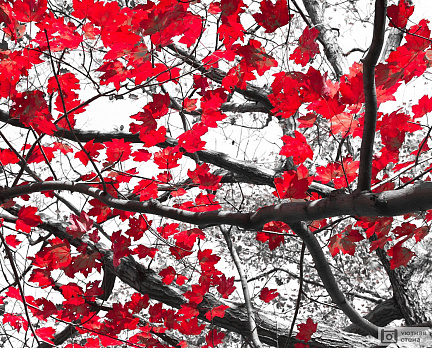 Красные листья на черно-белом фоне