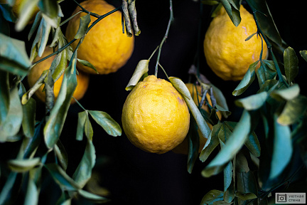 Фактурные лимоны