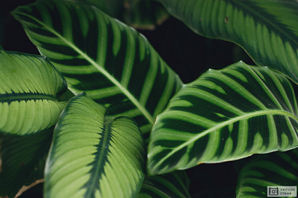 Зеленые листья тропических растений