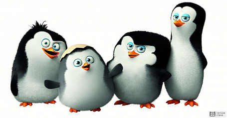 Малыши пингвины. Мадагаскар