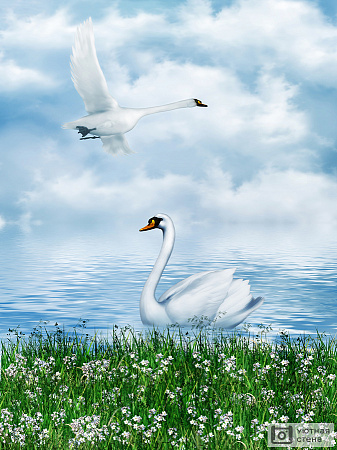 Пара лебедей в озере