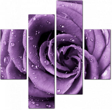 Фиолетовая роза крупным планом