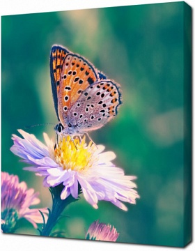 Бабочка Шоколадница на цветке