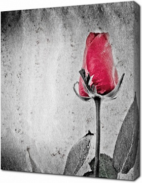 Красная роза рисунок мелом