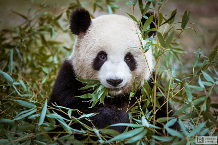 Портрет панды с листьями