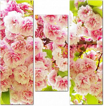 Цветущая розовая сакура