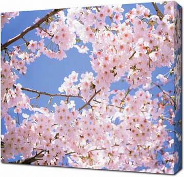 Дерево цветущей сакуры