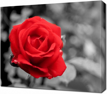Красная роза на черно-белом фоне