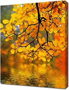 Большая ветка с желтыми листьями над водой