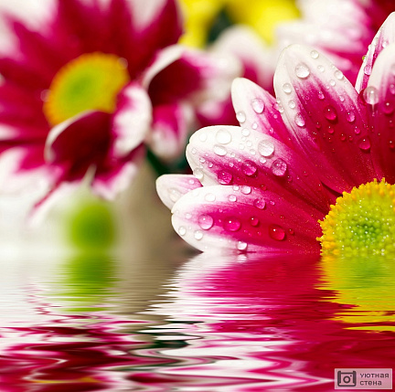 Розовый цветок отражается в воде