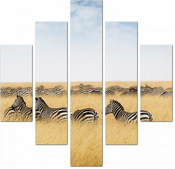Зебры в высокой траве
