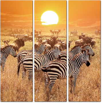 Зебры и антилопы в Танзании