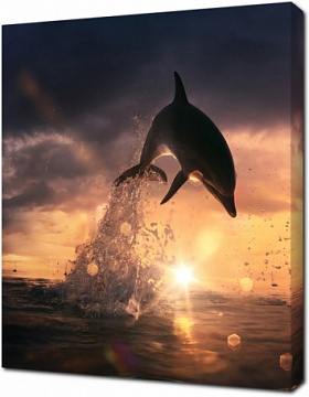 Игривый дельфин