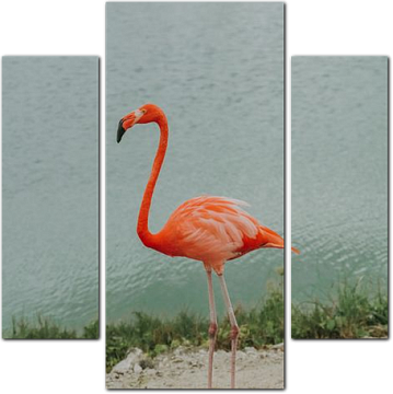 Одинокий фламинго на берегу