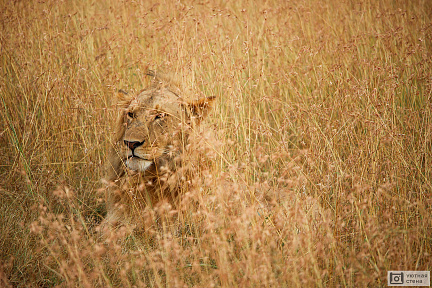 Лев прячущийся в траве