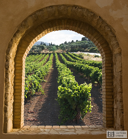 Окно в виде арки с видом на виноградник