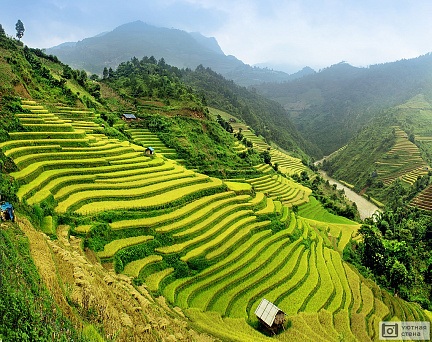 Фотообои Рисовое поле Вьетнам