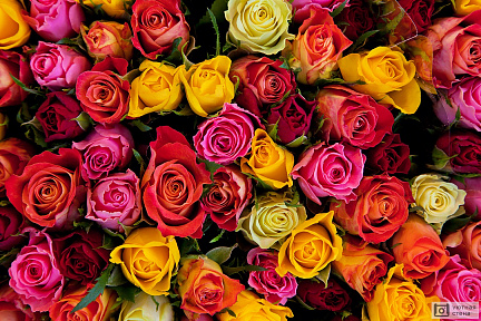 Красочный фон из разноцветных роз