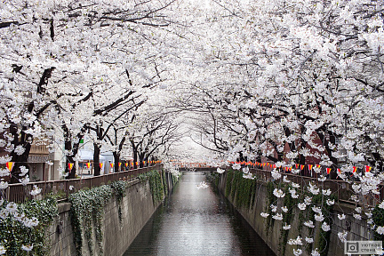 Цветущая белая сакура над водным каналом