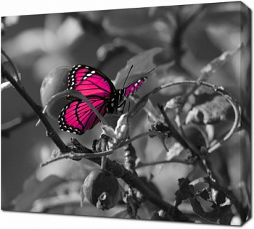 Розовая бабочки не черно-белом фоне