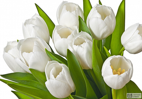 Белые тюльпаны на белом фоне